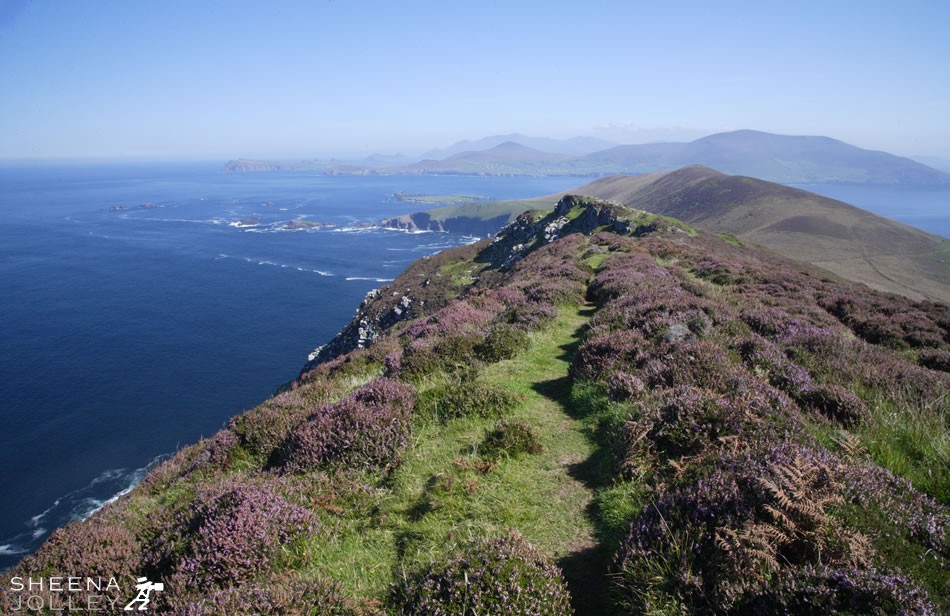 Heather Clad Great Blasket.jpg - The Great Blasket during recent fine weather. Only two and a half miles from the mainland and yet a world away. How sad  that, with the evacuation of Islanders after the Second World War, the way of life which remained unchanged for centuries also disappeared.